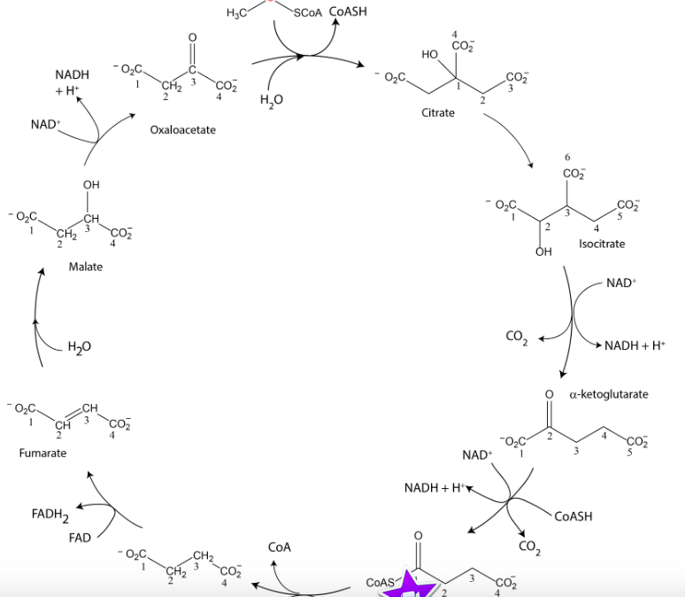 Solved Which carbon in citrate will contain 14C ? Which | Chegg.com