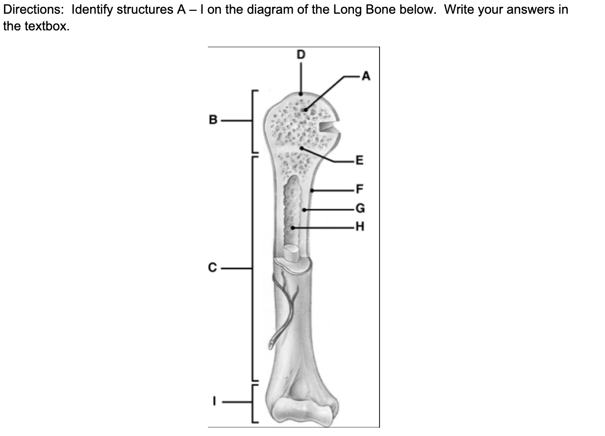 Solved Directions: Identify structures A - I on the diagram | Chegg.com