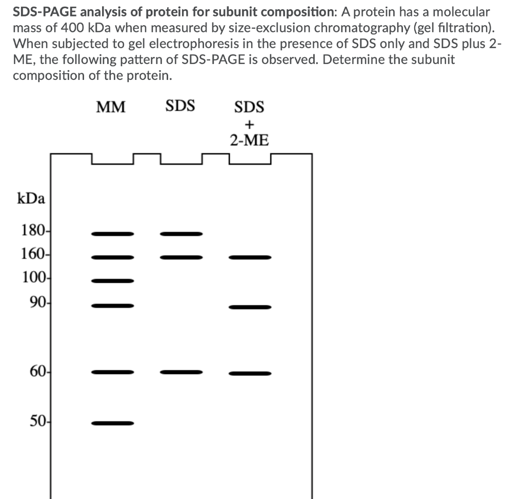 Solved SDS PAGE Analysis Of Protein For Subunit Composition Chegg Com