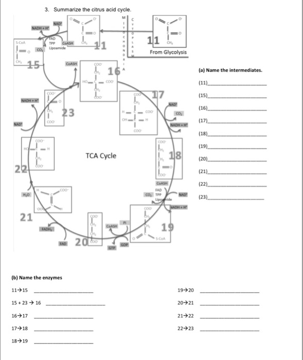 Solved 3. Summarize the citrus acid cycle 1 From Glycolysis