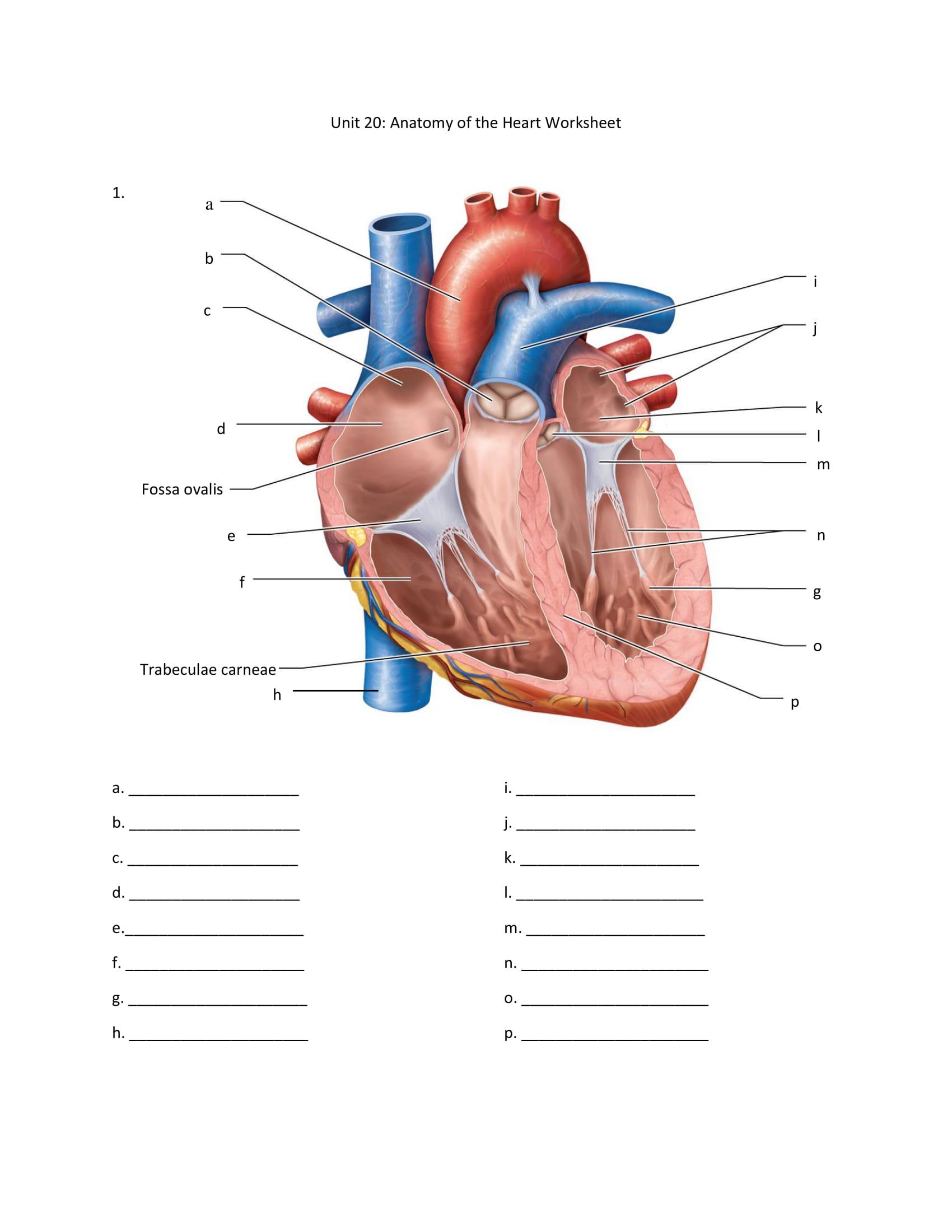 Anatomy of the heart worksheet