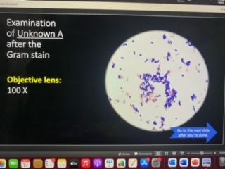 Solved Examination of Unknown A after the Gram stain | Chegg.com