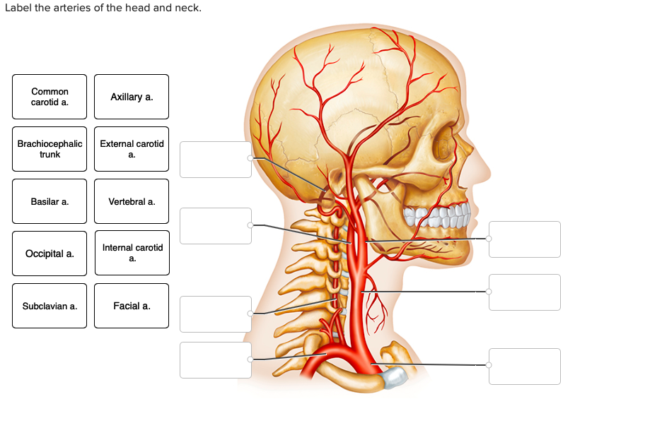 label the arteries of the head and neck quizlet