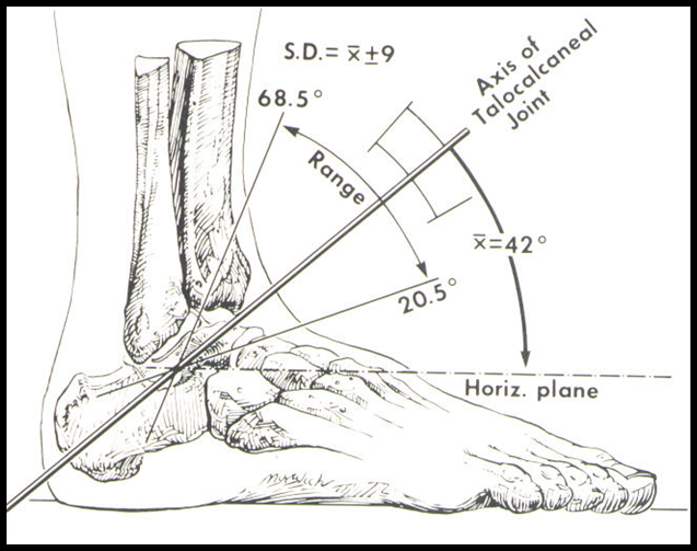 Talocrural Joint Axis
