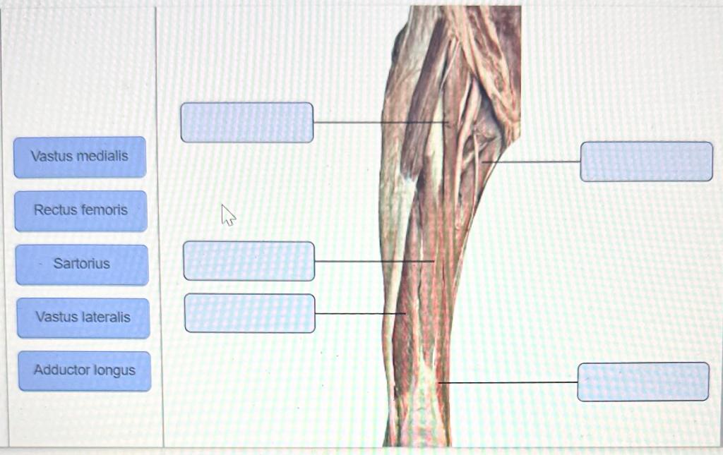 Vastus medialis Rectus femoris Sartorius Vastus lateralis Adductor longus