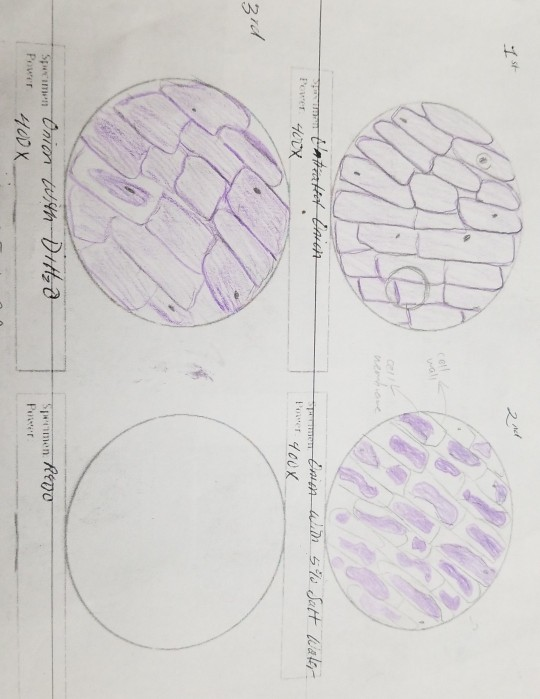 onion epidermal cells under microscope