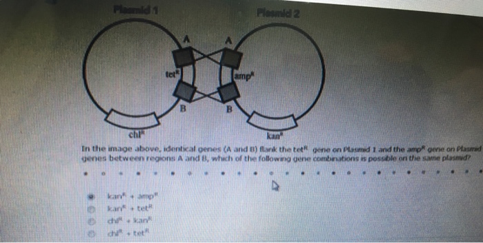 Solved In The Image Above, Identical (A And T) The Tet^R | Chegg.com