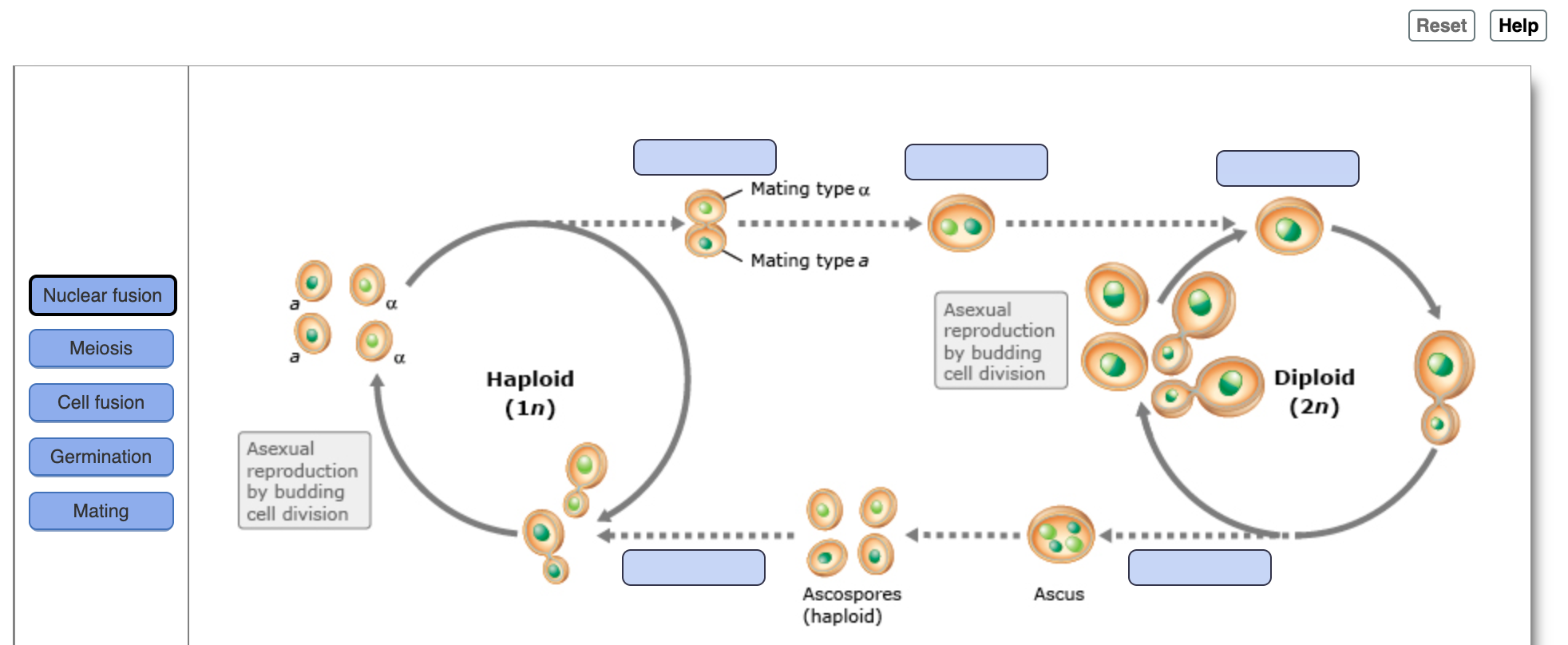 saccharomyces life cycle