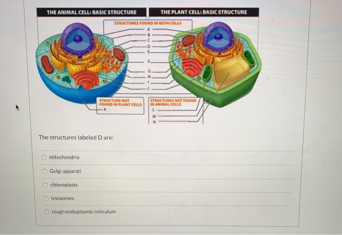 Solved THE ANIMAL CELL: BASIC STRUCTURE THE PLANT CELL: 