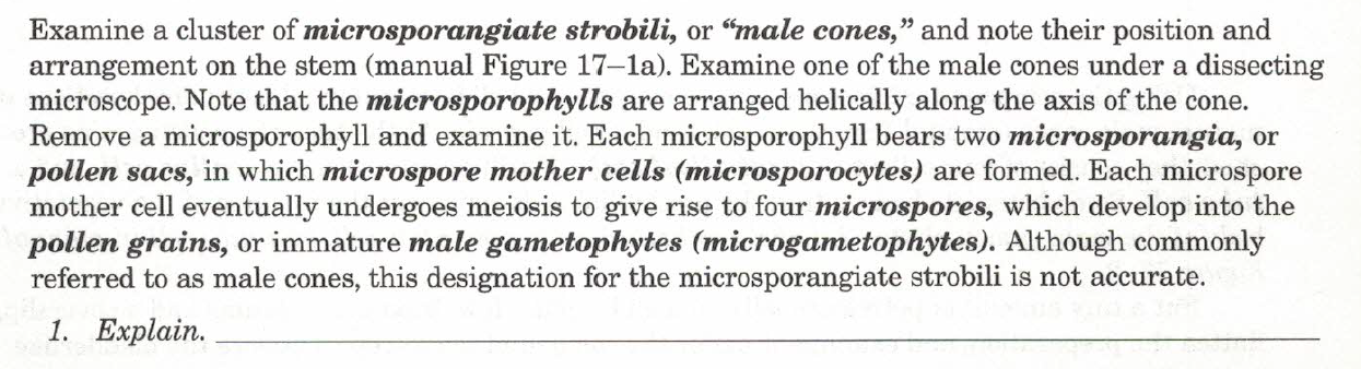 Examine a cluster of microsporangiate strobili, or male cones, and note their position and arrangement on the stem (manual