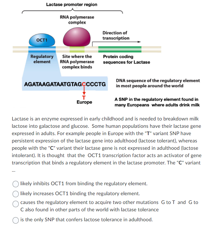 Solved Lactase is an enzyme expressed in early childhood and