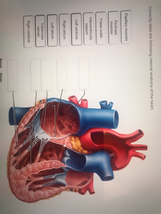 Solved Correctly label the following internal anatomy of the | Chegg.com