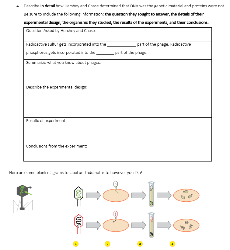 Solved 4. Describe in detail how Hershey and Chase