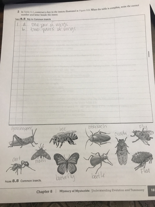 Construct A Key To Insects Illustrated. Dichotomous 