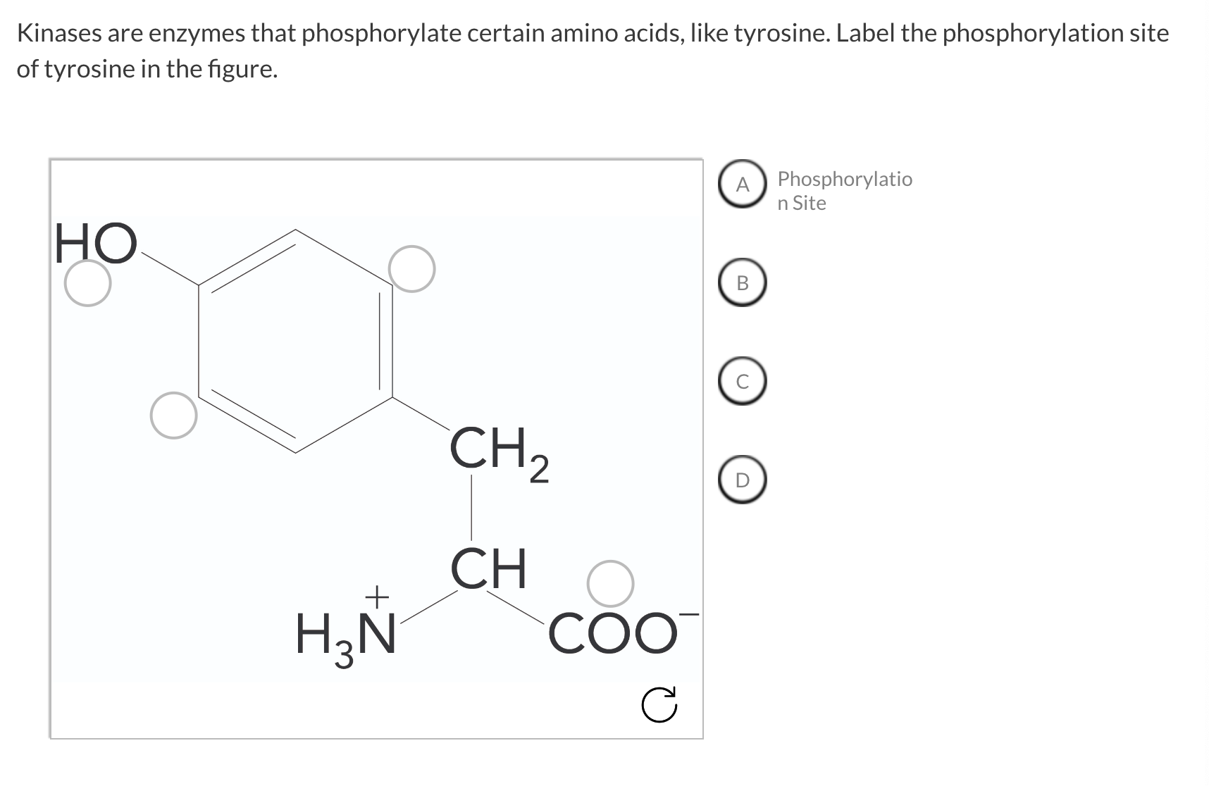 Solved Kinases are enzymes that phosphorylate certain amino