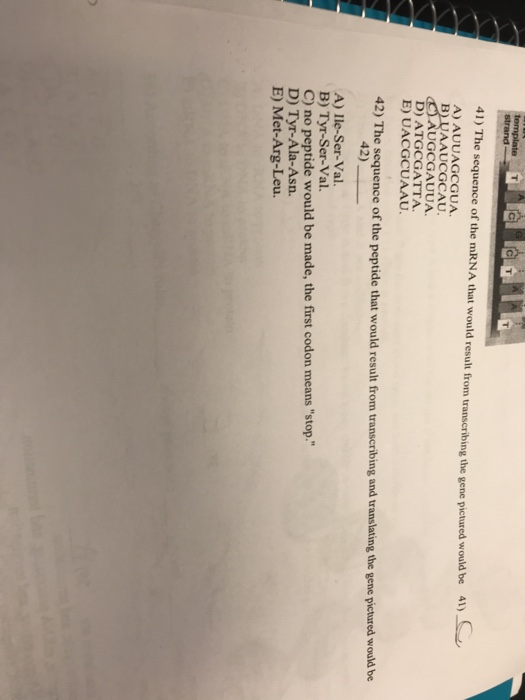 Solved 41) The sequence of the mRNA that would result from | Chegg.com