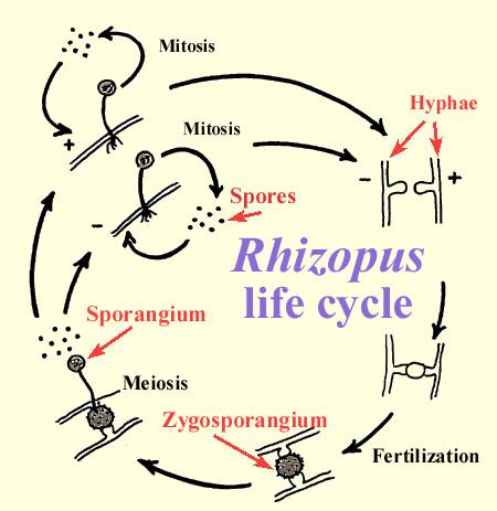 rhizopus life cycle