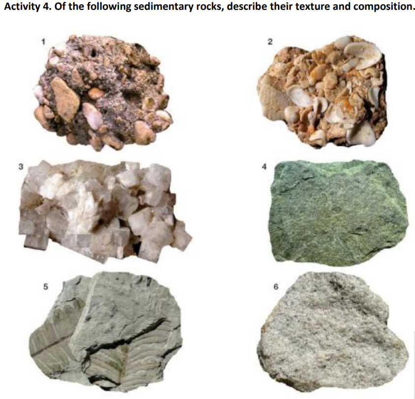 Solved Activity 4. Of the following sedimentary rocks, | Chegg.com