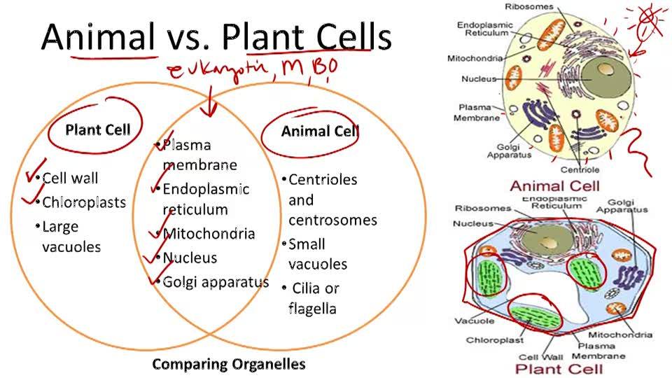 Chapter 6 Tour Of The Cell Flashcards Chegg Com