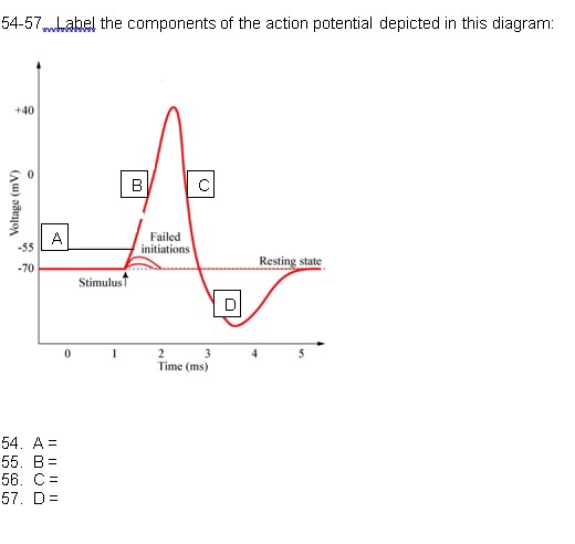 Solved 54 57w abel The Components Of The Action Potential Chegg