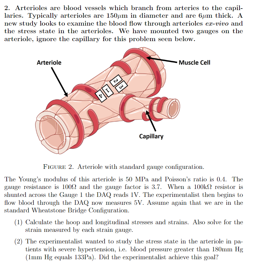 2 Arterioles Are Blood Vessels Which Branch From Chegg Com