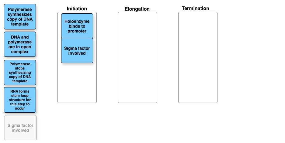 Solved Initiation Elongation Termination Polymerase | Chegg.com