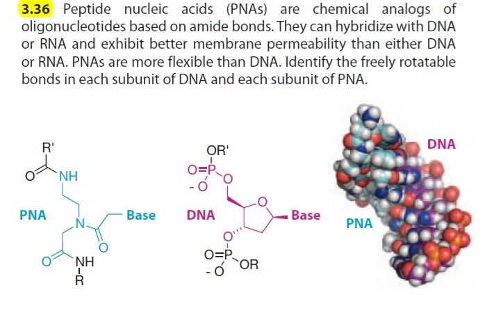 Solved 3.36 Peptide nucleic acids (PNAs) are chemical | Chegg.com