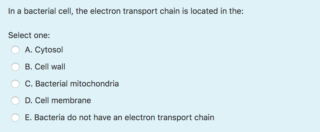 electron transport chain bacteria