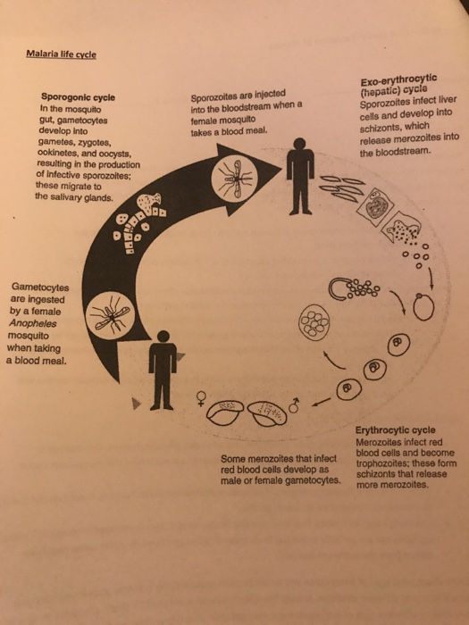 invertir-en-el-futuro-vencer-la-malaria-congdex-coordinadora