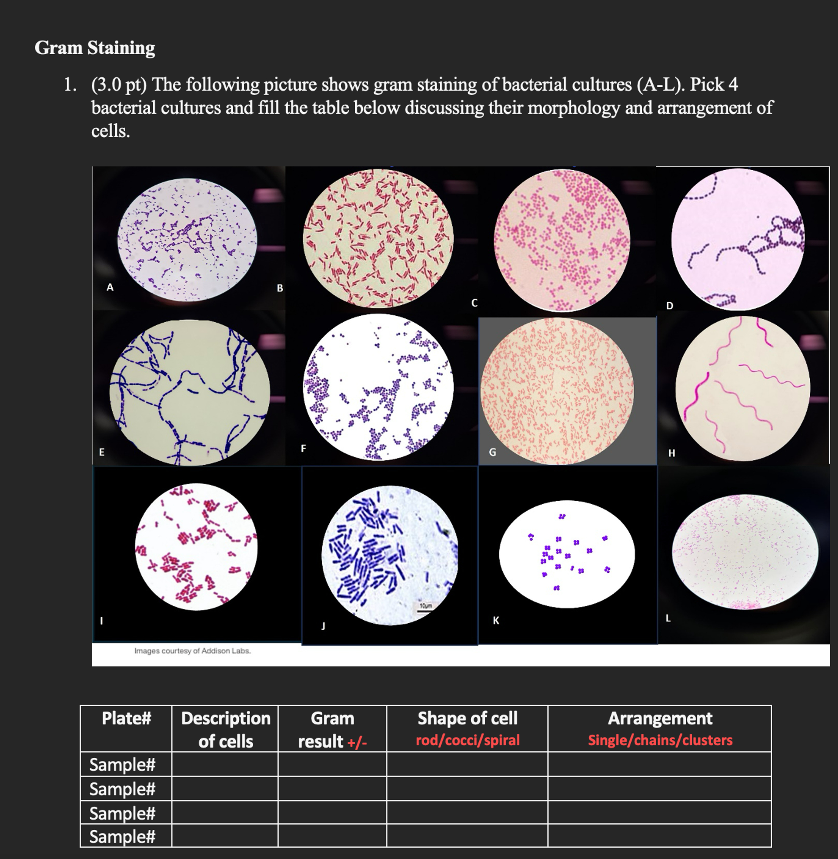 Solved -The following picture shows gram staining of | Chegg.com