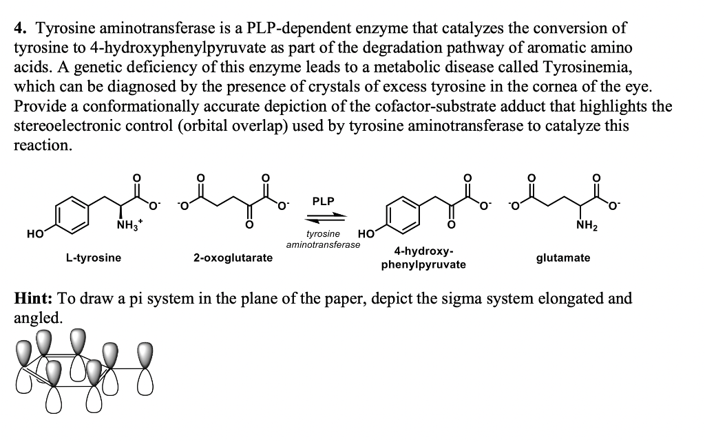 4. Tyrosine aminotransferase is a PLPdependent