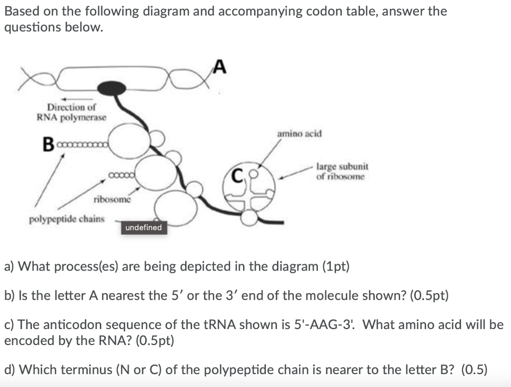 Solved Based on the following diagram and accompanying codon | Chegg.com