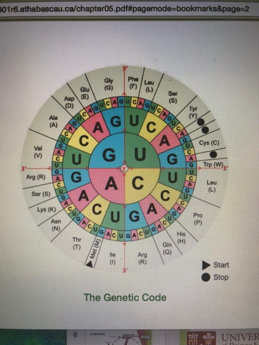 Solved 139. Using the standard genetic code described on | Chegg.com