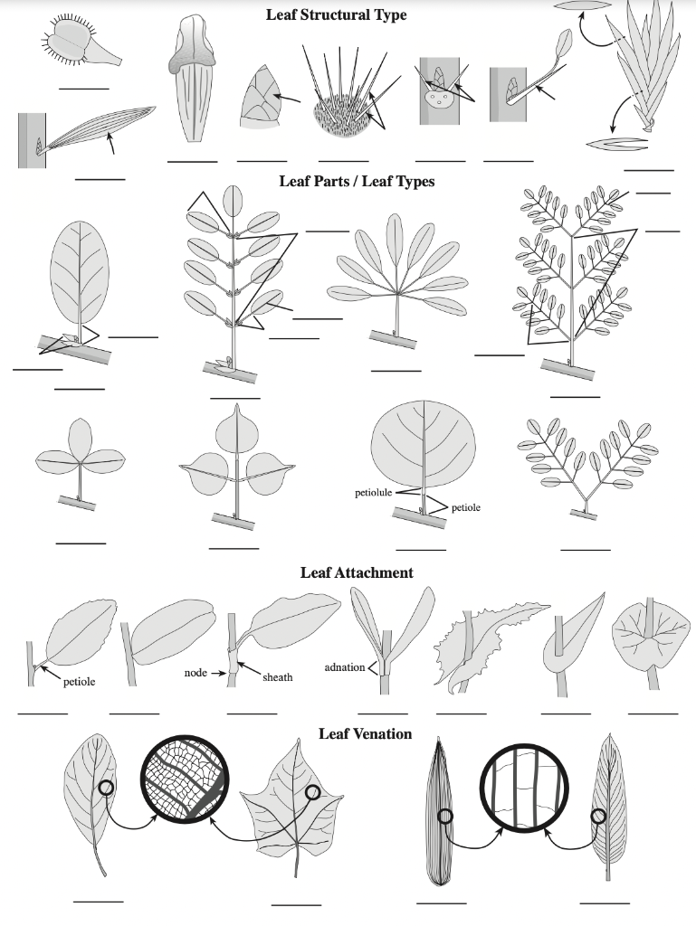 solved-fill-in-the-blank-what-is-the-leaf-structure-type-chegg