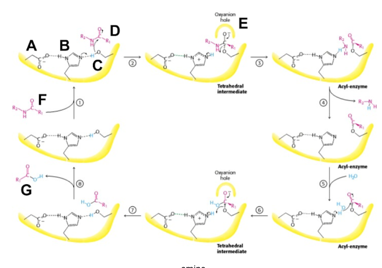 Solved intermediate substrate product part of the amino acid | Chegg.com