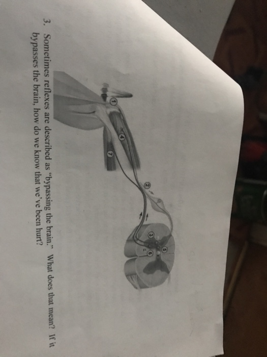 Solved 2. Label the reflex arc in the figure below with the | Chegg.com