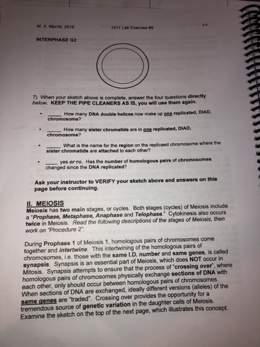 Meiosis Terminology Answers Mitosis And Meiosis Worksheet Answer Key