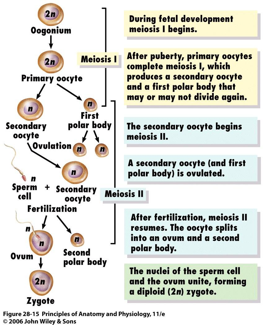 polar bodies definition