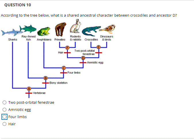 The typical immortal character: a lot of children, and not a lot of  appendages : r/paradoxplaza