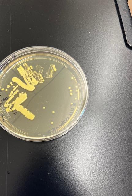 Solved What unknown organism could this be? | Chegg.com