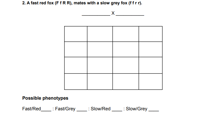 Solved 2. A fast red fox (F f R R), mates with a slow grey | Chegg.com