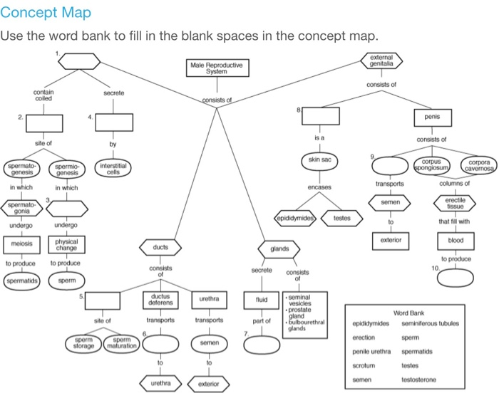 Reproductive System Concept Map Interactive Map