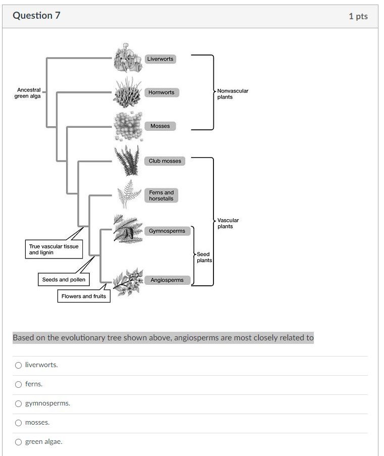 Solved Based On The Evolutionary Tree Shown Above Chegg