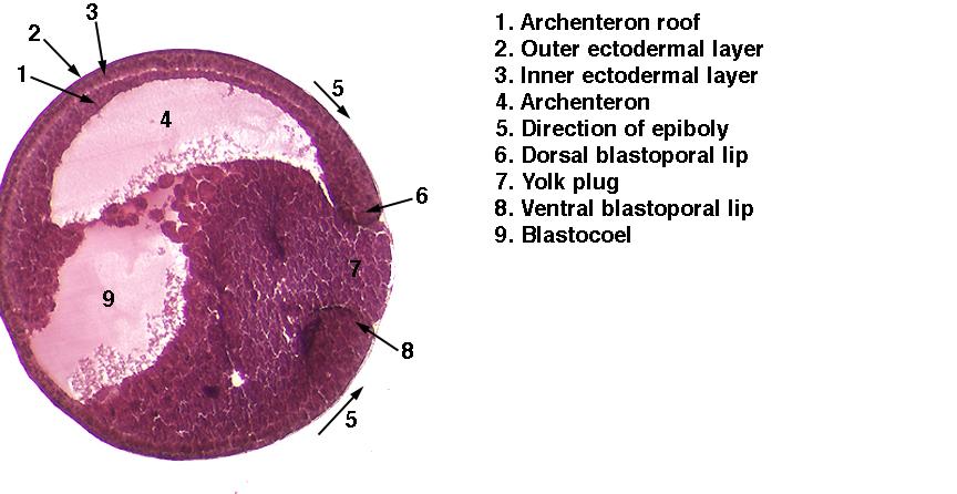 blastula frog