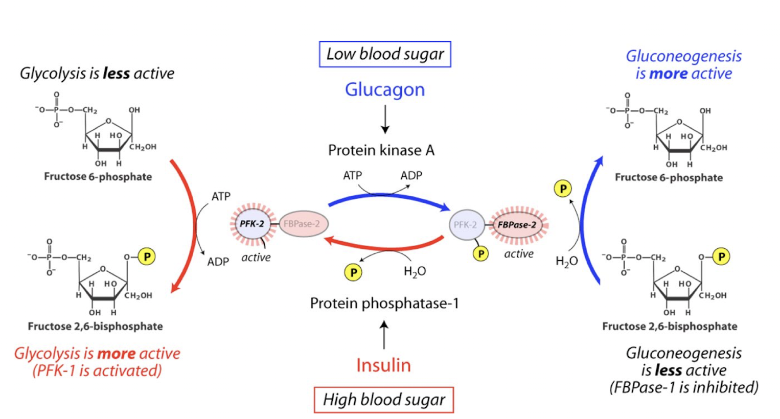 Solved Can anyone explain how bifunctional enzyme PFK2 and | Chegg.com