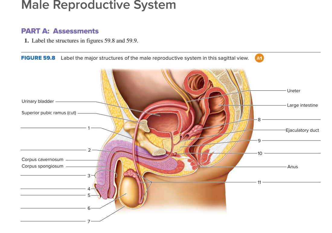 male reproductive system with labels