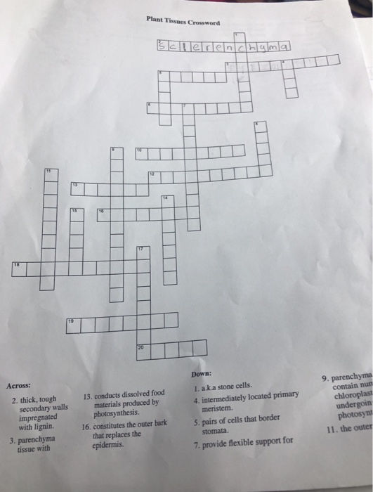Solved Plant Tissues Crossword Across Down 9 Parenchyma Chegg