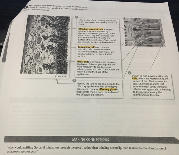 Solved Activity 1.1 Olfaction: Examining the Anatomy of | Chegg.com