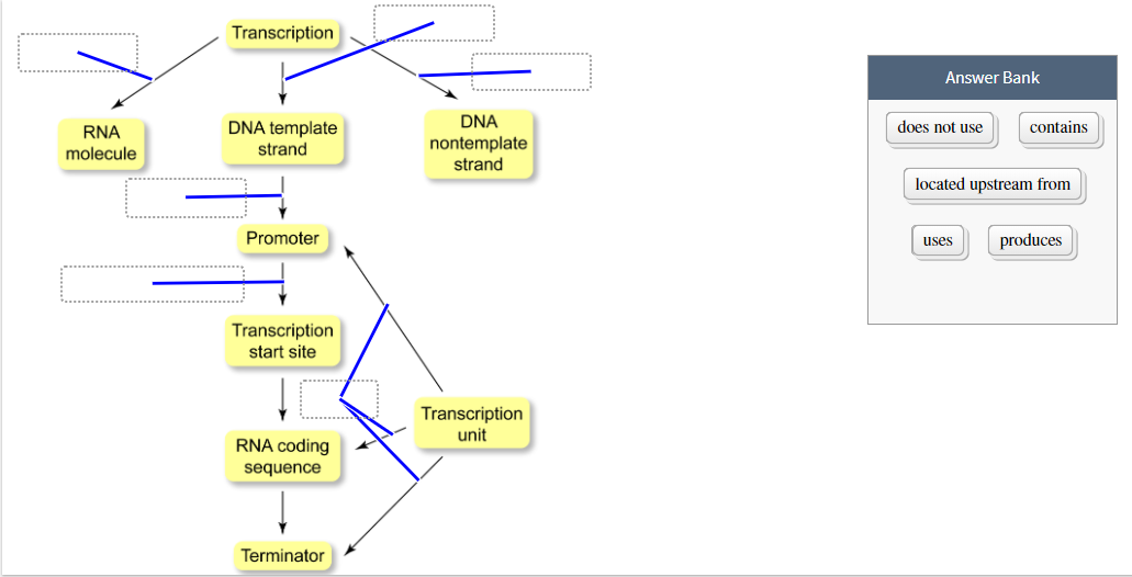 Solved Transcription Answer Bank does not use contains RNA | Chegg.com