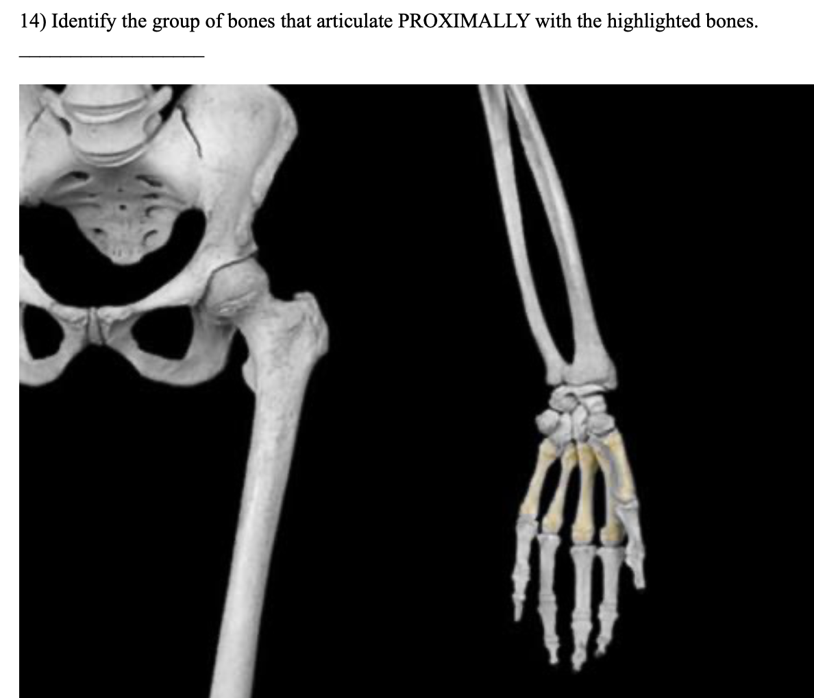 Solved 14) Identify the group of bones that articulate | Chegg.com